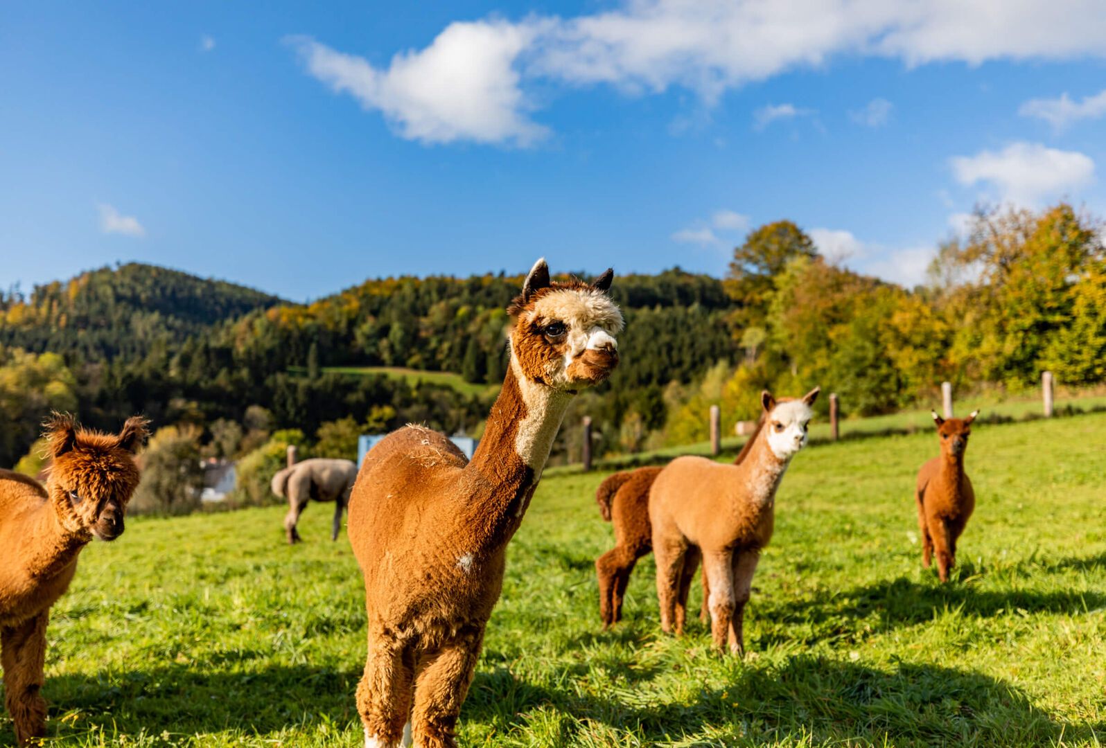 Ederer s Alpakahof in Nieder sterreich Alpakawolle und mehr